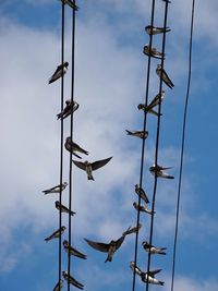 Low angle view of birds perching on cables against blue sky