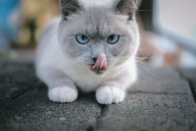 Close-up portrait of cat