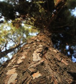 Low angle view of tree trunk in forest