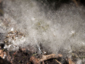 High angle view of dandelion on land