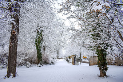 Trees on snow covered landscape