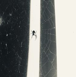 Close-up of spider on web