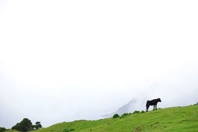 Cows grazing on field against sky