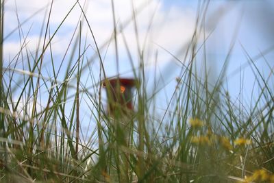Close-up of plants against the sky