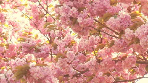 Low angle view of pink flowers