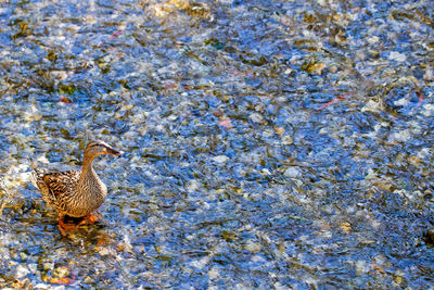 High angle view of female mallard duck in shallow water