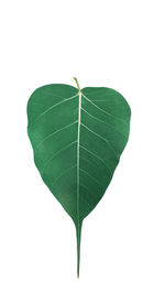 Close-up of green leaf against white background