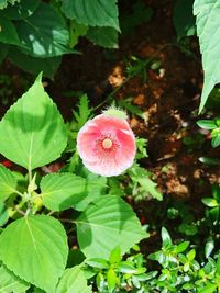 Close-up of pink flowers blooming outdoors