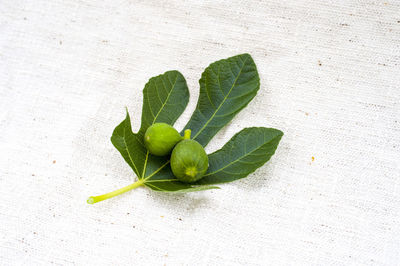 Close-up of green pepper against white background