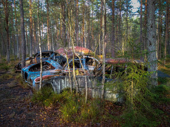 View of abandoned and trees in forest