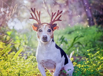 Cute dog jack russell terrier sitting with golden deer horns in magical forest