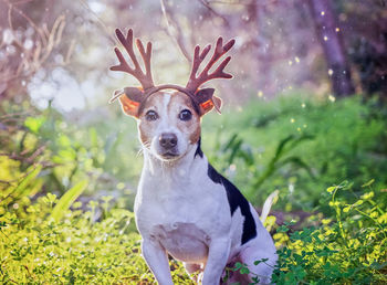 Portrait of dog on field