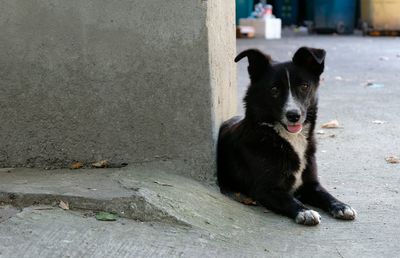 Black dog sitting outdoors