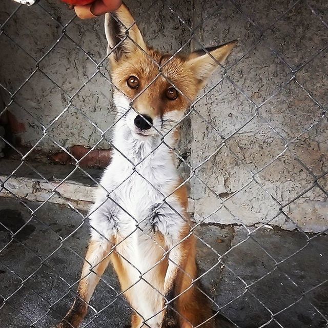 animal themes, mammal, one animal, domestic animals, pets, dog, looking at camera, portrait, high angle view, standing, chainlink fence, fence, animal head, close-up, day, outdoors, part of, pet leash, zoology, no people