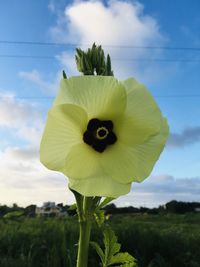 Close-up of yellow flowering plant against sky