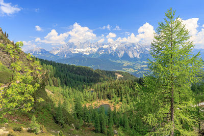 Pine trees in forest against sky