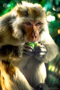 Close-up portrait of dog eating food