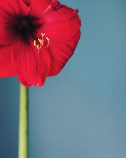 Close-up of red flower