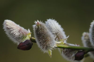 Close-up of white flower buds
