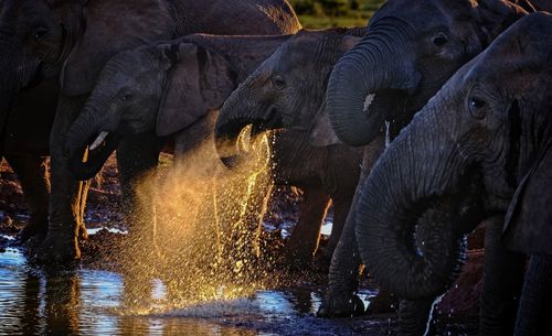 View of elephant drinking water from lake