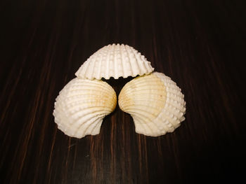 High angle view of shells on table