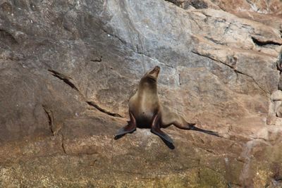 High angle view of sea jumping on rock