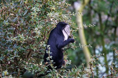 Monkey sitting on tree