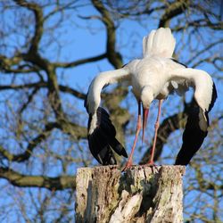 White stork waiting for his lady