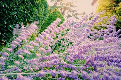 Close-up of plants against trees