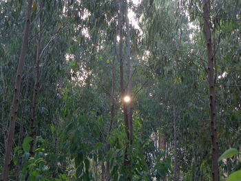 Trees in forest