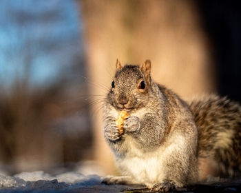 Close-up of squirrel eating food