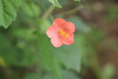 Close-up of red rose flower