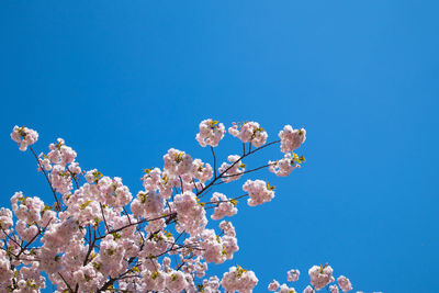 Low angle view of cherry blossoms against blue sky