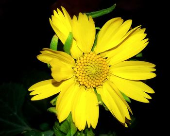 Close-up of yellow flower