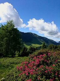 Scenic view of flowering plants on field against sky