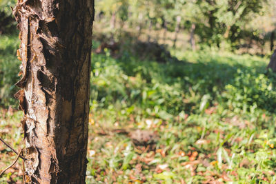 Close-up of tree trunk in forest