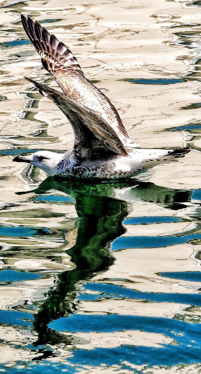 VIEW OF BIRD IN WATER