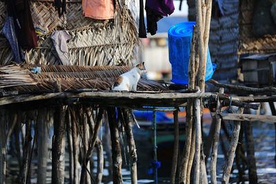 View of fish in water