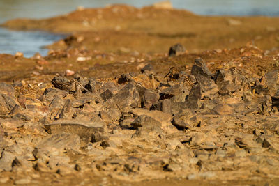 Close-up of lizard on landscape
