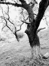 Bare trees on landscape