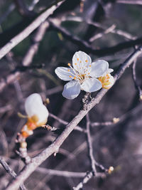 Close-up of cherry blossom on branch