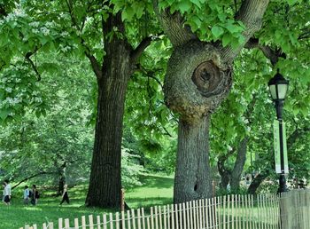 Close-up of tree by wooden post