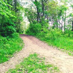 Narrow pathway along trees in park
