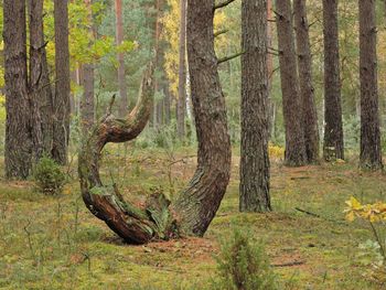 Close-up of tree trunk