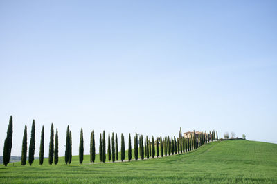 Trees and grass on field against clear sky