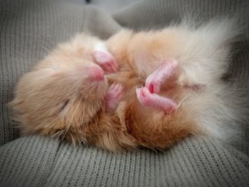 Close-up of cat relaxing on sofa