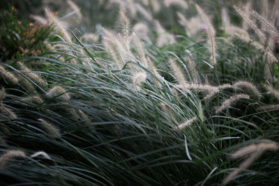 Close-up of plants