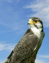 Lanner falcon latin name falco biarmicus