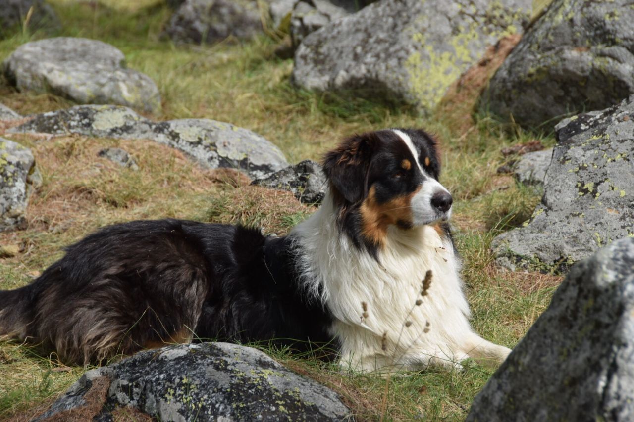 one animal, mammal, animal themes, animal, canine, solid, dog, domestic, rock, domestic animals, pets, rock - object, vertebrate, day, looking, no people, nature, focus on foreground, relaxation, looking away, outdoors, border collie, purebred dog