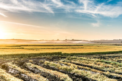 Scenic view of agricultural field against sky during sunset